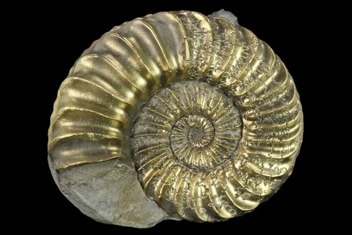 1.5" Pyritized (Pleuroceras) Ammonite Fossil - Germany